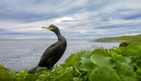 European Shag / Kormoran czubaty