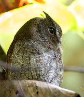 Tropical screech owl