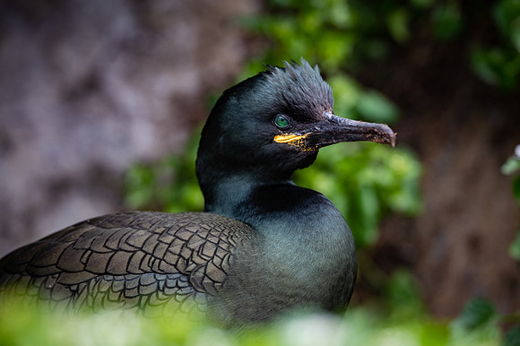 European Shag / Kormoran czubaty
