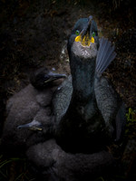 European Shag / Kormoran czubaty