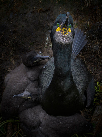 European Shag / Kormoran czubaty