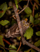 Tropical screech owl