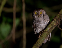 Tropical screech owl