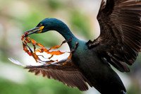 European Shag / Kormoran czubaty