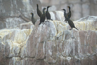 European Shag / Kormoran czubaty