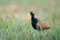 Bronze wing jackana