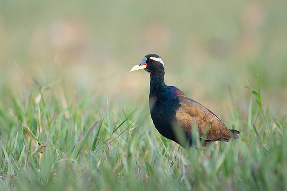 Bronze wing jackana
