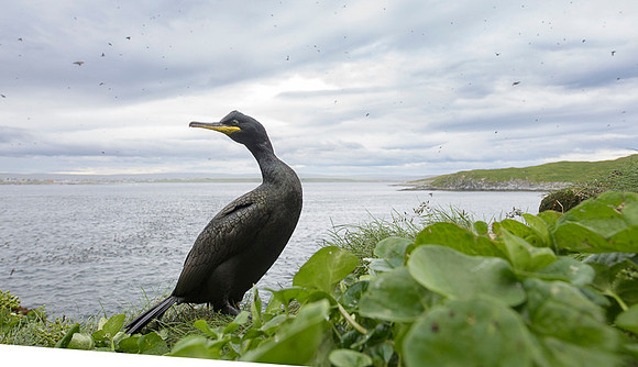 European Shag / Kormoran czubaty