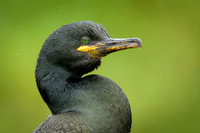 European Shag / Kormoran czubaty