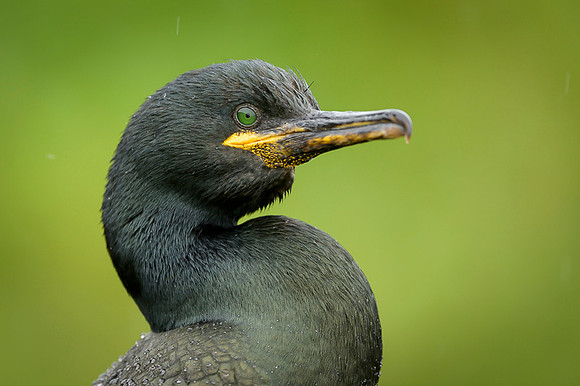 European Shag / Kormoran czubaty