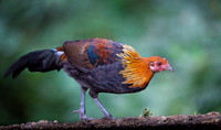 Red jungle fowl