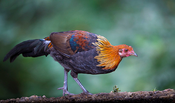 Red jungle fowl