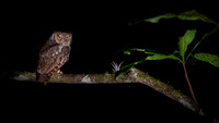 Tropical screech owl