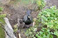 European Shag / Kormoran czubaty