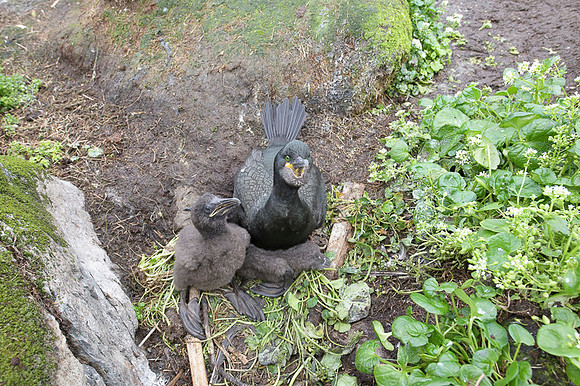 European Shag / Kormoran czubaty