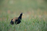 Bronze wing jackana