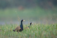 Bronze wing jackana