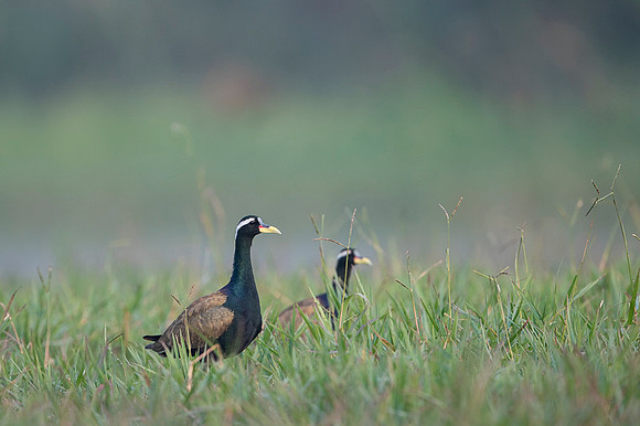 Bronze wing jackana