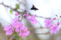 Bee-carpenter