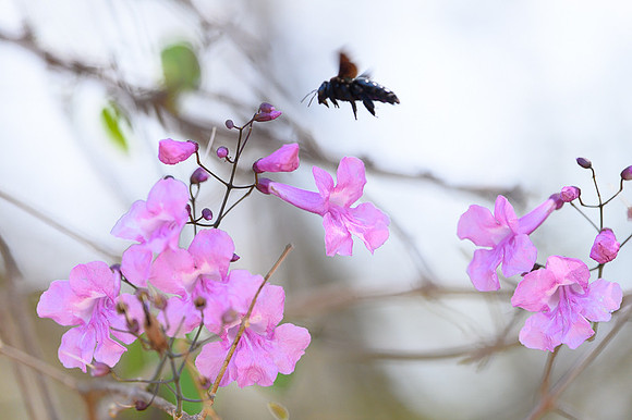 Bee-carpenter