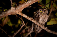 Tropical screech owl