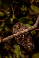 Tropical screech owl