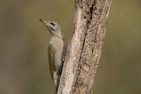 Grey-faced Woodpecker / Dzięcioł zielonosiwy