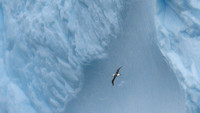 Black-browed Albatross