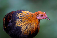 Red jungle fowl