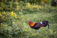 Red jungle fowl