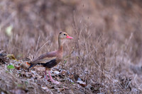 Black-bellied Whistling Duck
