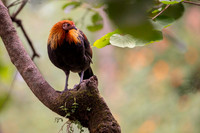 Red jungle fowl