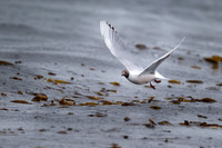 Brown-hooded Gull