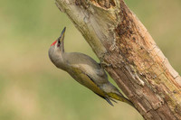 Grey-faced Woodpecker / Dzięcioł zielonosiwy