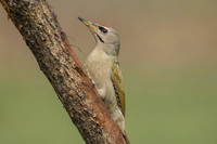 Grey-faced Woodpecker / Dzięcioł zielonosiwy