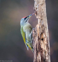 Grey-faced Woodpecker / Dzięcioł zielonosiwy