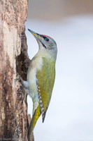 Grey-faced Woodpecker / Dzięcioł zielonosiwy