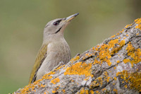Grey-faced Woodpecker / Dzięcioł zielonosiwy