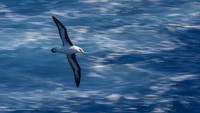 Black-browed Albatross