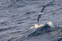 Black-browed Albatross