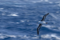 Black-browed Albatross