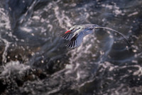 Tropicbird
