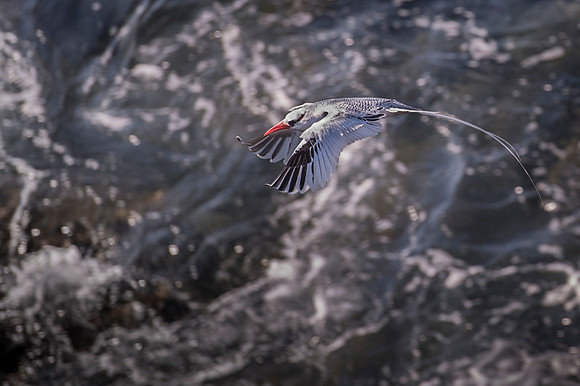 Tropicbird