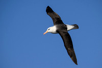Black-browed Albatross