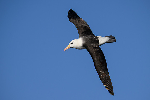 Black-browed Albatross