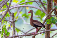 Black-bellied Whistling Duck