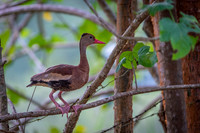 Black-bellied Whistling Duck