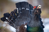 Capercaillie / Głuszec