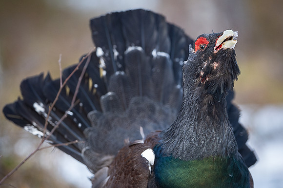 Capercaillie / Głuszec