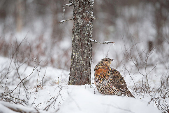 Capercaillie / Głuszec